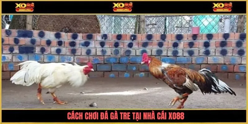 Cách chơi đá gà tre tại nhà cái XO88
