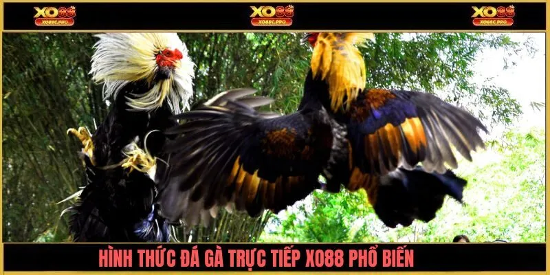 Những hình thức cược phổ biến tại đá gà trực tiếp XO88