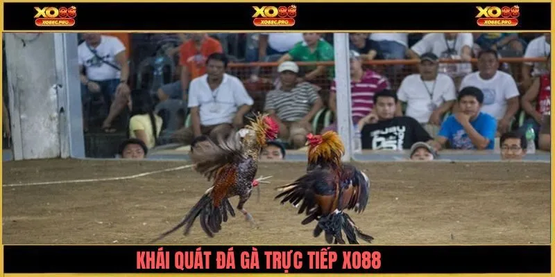 Khái quát về đá gà trực tiếp XO88
