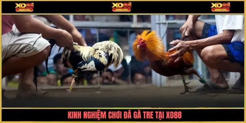 Kinh nghiệm chơi đá gà tre tại XO88