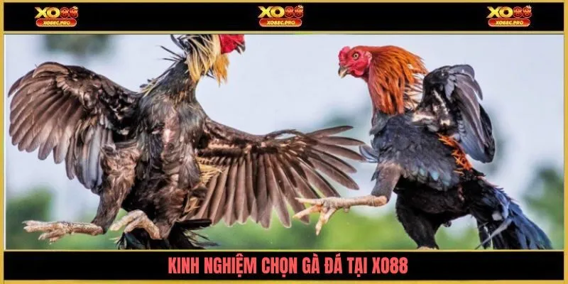 kinh-nghiem-chon-ga-da-tai-xo88-avt