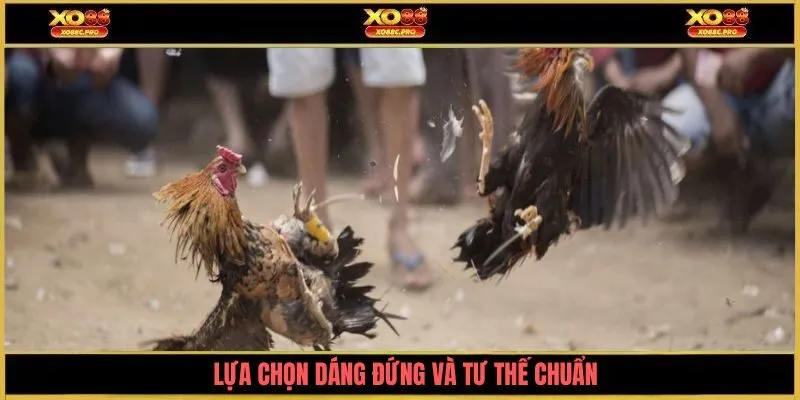 Lựa chọn dáng đứng và tư thế chuẩn