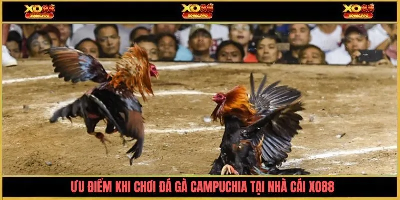 Ưu điểm khi chơi đá gà Campuchia tại nhà cái XO88